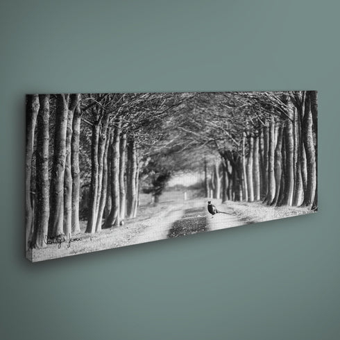 PANORAMIC - PHEASANT AVENUE MONO - 1.2m x 50cm